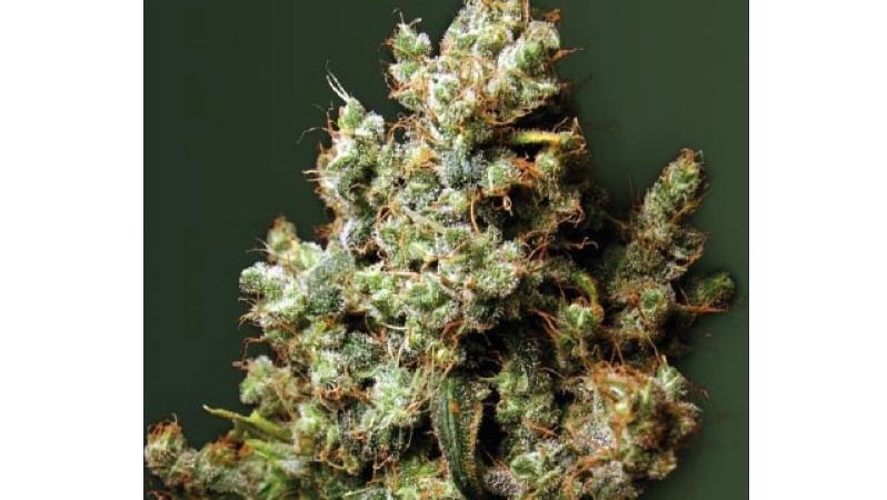 Northern Light