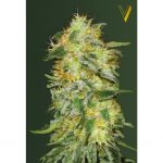 Original Limonade Skunk