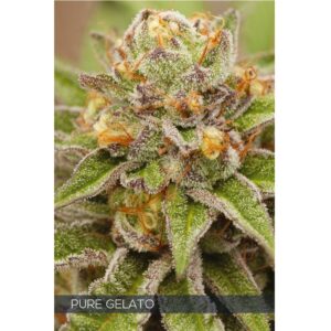 Pure Gelato