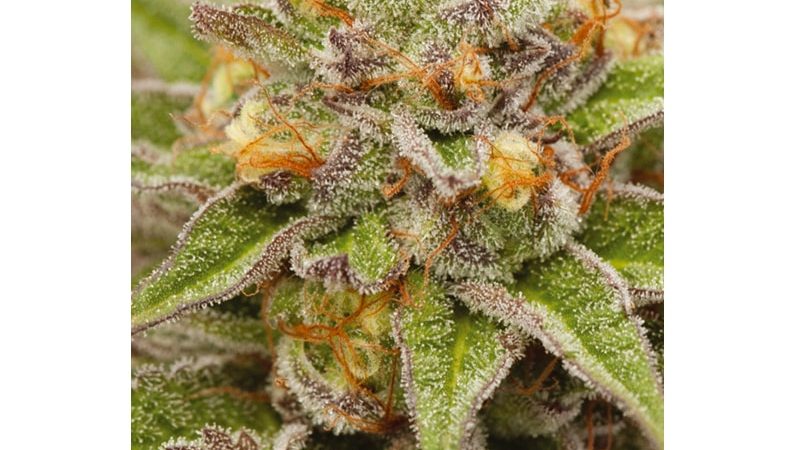 Pure Gelato
