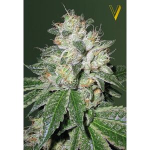 Auto OG Kush