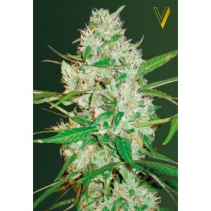 Auto Red Russian XXL