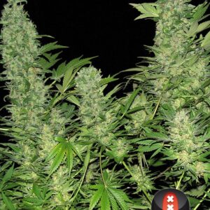 double dutch serious seeds