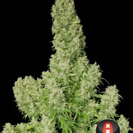 white russian serious seeds