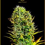 Amnesia Haze