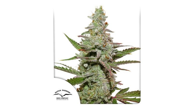 Amsterdam Amnesia