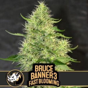 BRUCE BANNER 3 FBV
