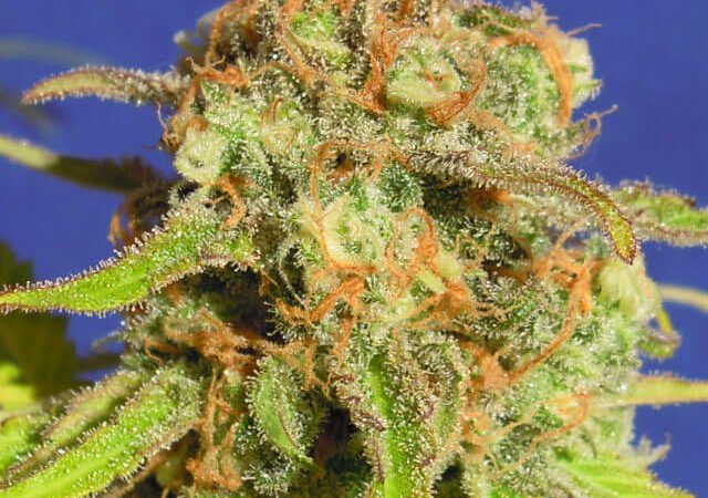 Bruce Banner 3 Auto