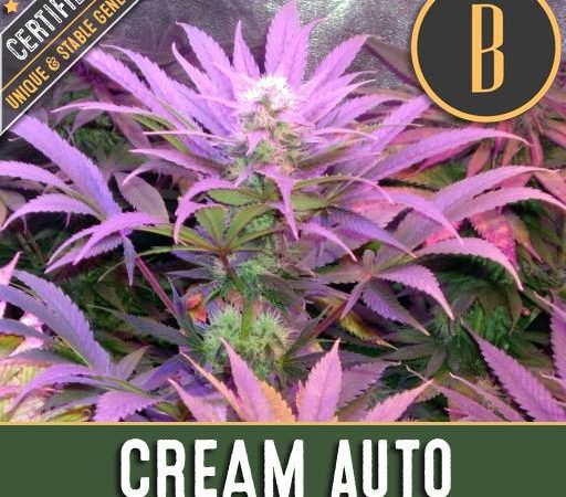 CREAM AUTO