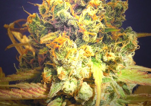 Dr. Bruce Banner CBD