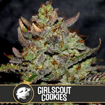 GIRL SCOUT COOKIES