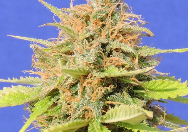 Girl Scout Cookies Auto