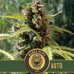 MAMBA NEGRA AUTO