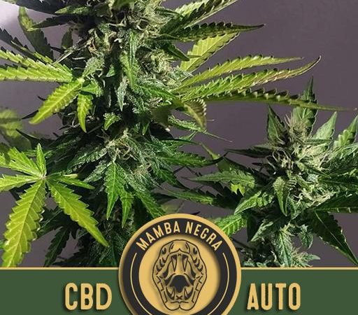 MAMBA NEGRA CBD AUTO