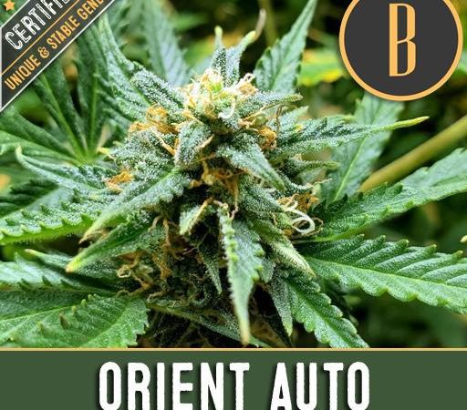 ORIENT AUTO