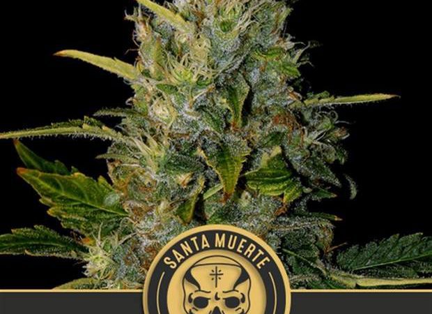 SANTA MUERTE
