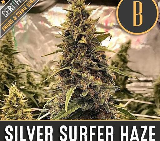 SILVER SURFER HAZE