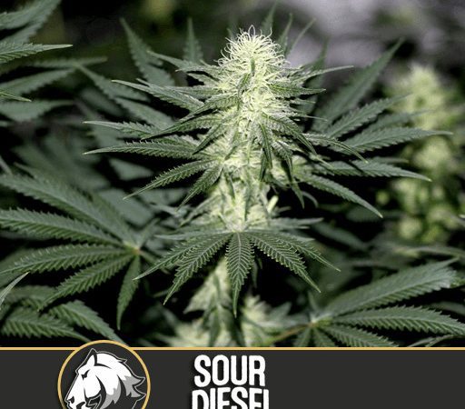 SOUR DIESEL