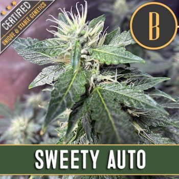 SWEETY AUTO