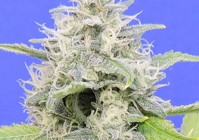 Zkittzy Gorilla 1
