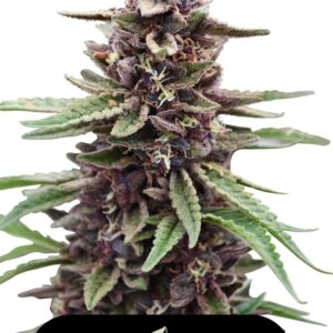 Gold Kush
