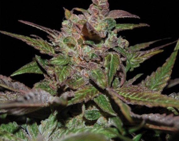 Purple Wreck