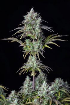 Original Big Bud Auto