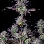 Original Blueberry Auto