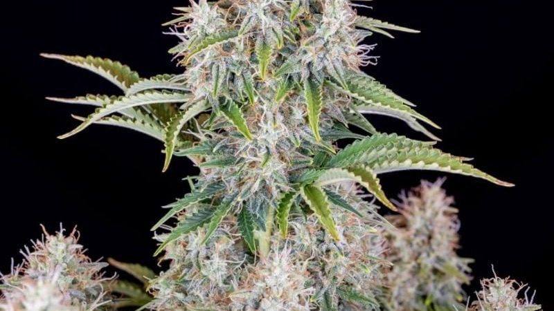 Original Cinderella Auto