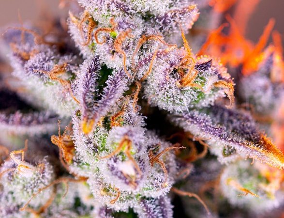 Tropicanna Poison XL Auto