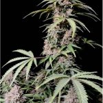 Amnesia Zkittlez Auto