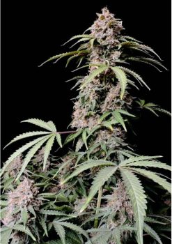 Amnesia Zkittlez Auto