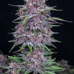 Banana Purple Punch Auto