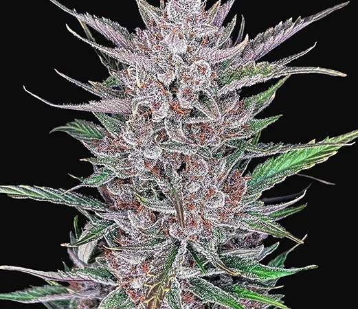 Gorilla Punch Auto