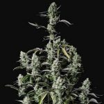 Gorilla Zkittlez Auto