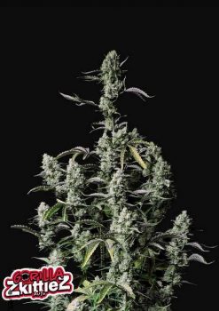 Gorilla Zkittlez Auto